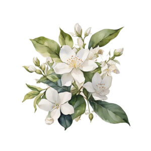 یاس رازقی